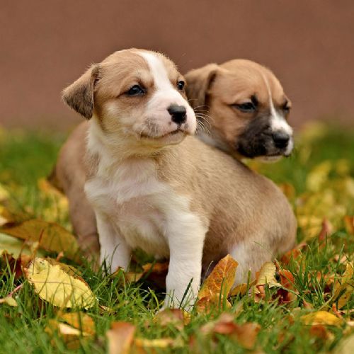 Puppy Class: cuccioli crescono