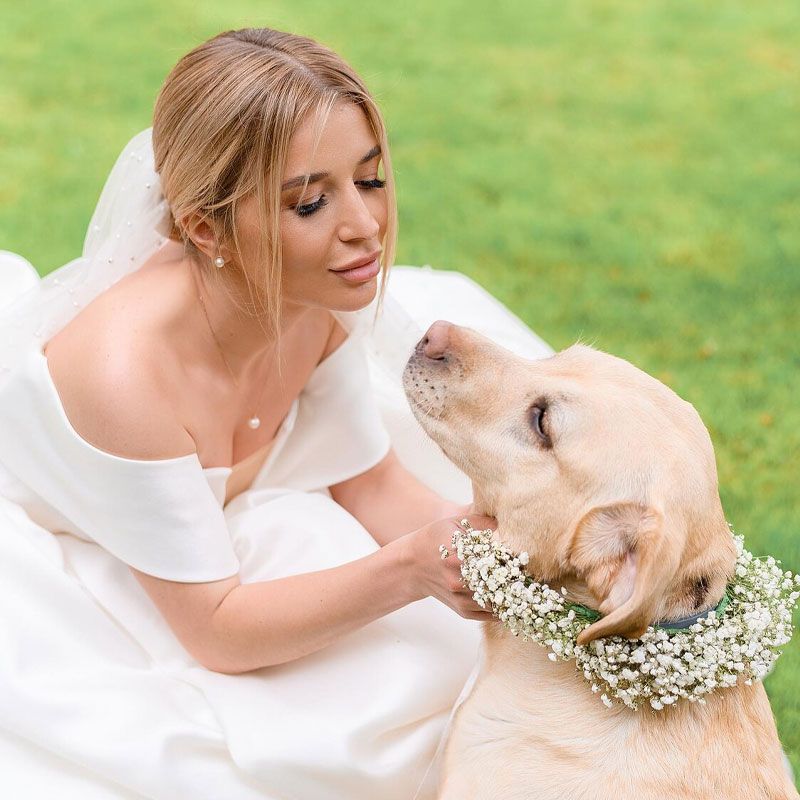 Wedding Dog Sitting