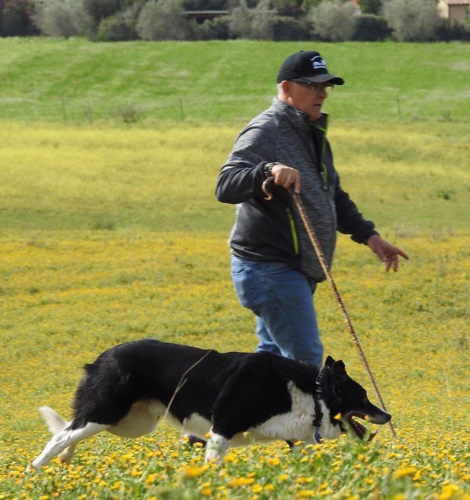 sheepdog